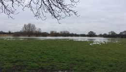 Webinar: How to assess flooded forages and standing maize